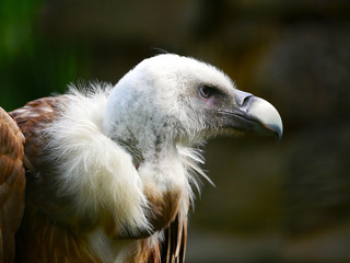 Vautour