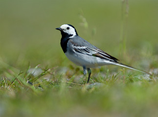 Wagtail on the west coast in Sweden