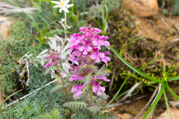 ヨツバシオガマ　高山植物