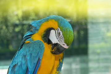 Obraz premium Close up blue and gold macaw 