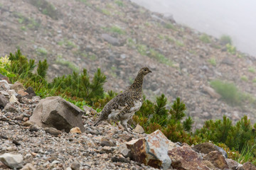 雷鳥　御嶽山