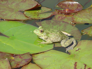 Frog sitting on a leaf of a water lily