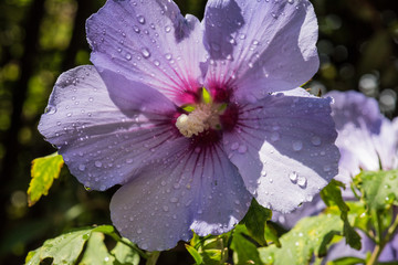 hibiscus, hibiskus © Dirk
