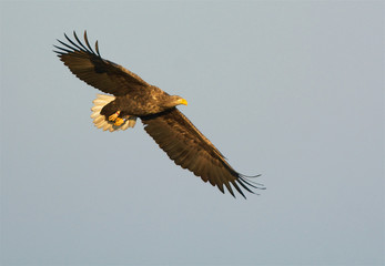 Flying sea eagle on the west coast in Sweden