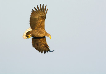 White tailed eagle on the west coast in Sweden
