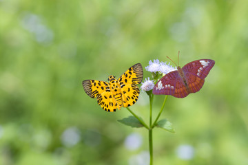 Obraz premium Beautiful butterflies perching on a flower