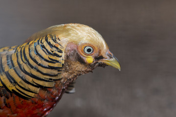 Close up golden pheasant (Chrysolophus pictus)