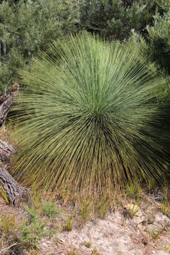 Grasbaum- Tasmanien