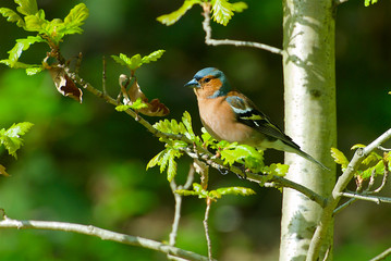 Chaffinch in Sweden