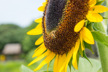 Bee on the sun flower