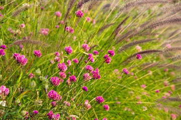 Obraz premium Blooming pink clover