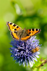Butterfly in Sweden