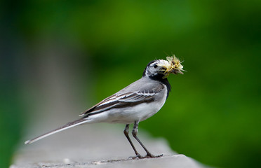 Wagtail with a lots of insects in the mouth,Sweden