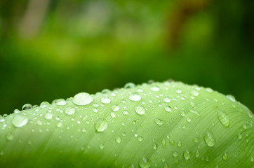 Shining water droplets on a green leaf