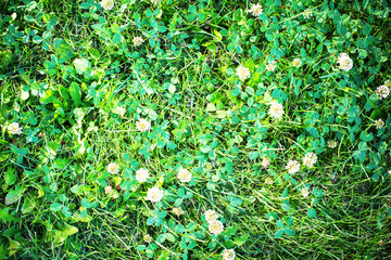 Field of Blooming White Clover Summer Background