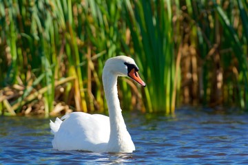 Swan in Sweden