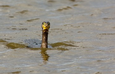 Great Cormorant on the west coast in sweden