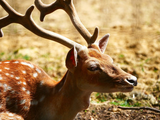 Cerf