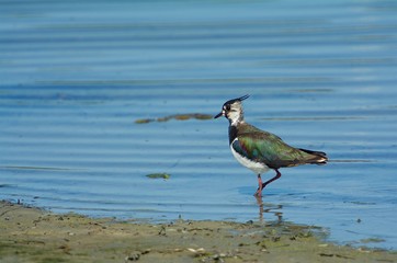 Lapwing in Sweden