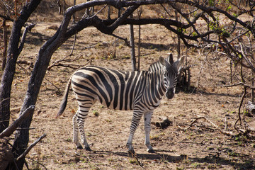 Fototapeta na wymiar zebra in south african bush