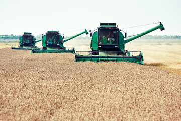 Fototapeta premium Combine harvester