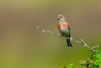 Common linnet in Sweden