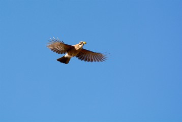 Jay in Sweden