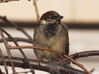 Sparrow perched on a branch