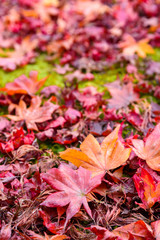 The beautiful autumn color of Japan. japanese red maple leaves fall on green grass background.