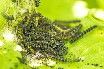 Raupen des Tagpfauenauge