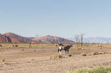 Oryx antelope in the Namib desert / Oryx antelope in the Namib Desert, Namibia, Africa.