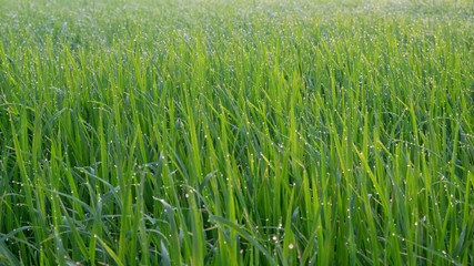 Grass with drops