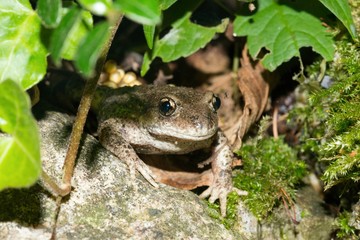 Gemeine/ Gewöhnliche/ Nördliche Geburtshelferkröte (Alytes obstetricans obstetricans), Männchen sitzt mit frischen Laichschnüren an Hinterbeinen auf Stein, Harz, Sachsen-Anhalt,  Deutschland, Europa