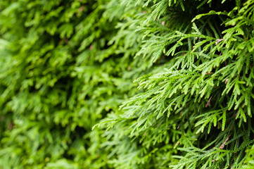 Green hedge of thuja (cypress, juniper) on summer sunlight closeup. Green natural textured...