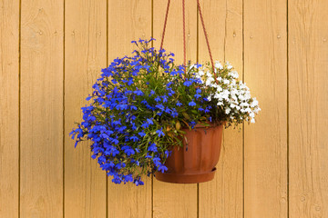 Lobelia. Flowers in a pot on the wall of the house