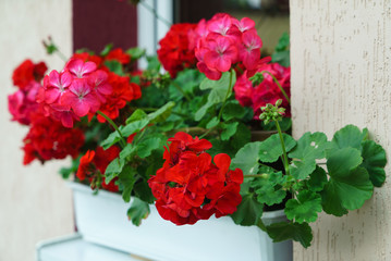 geranium flowers
