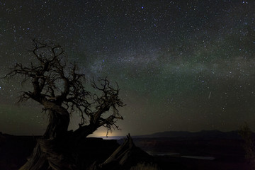 Dead tree under the milkyway