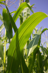 corn