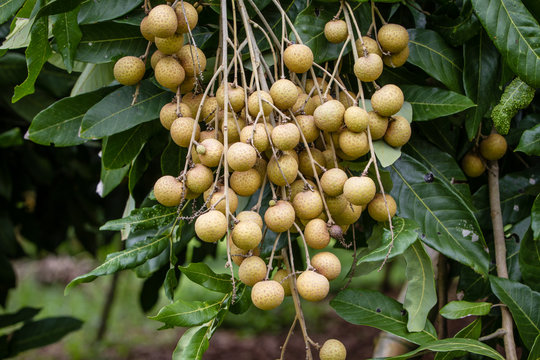 Longan fruit, bunches of longan, delicious tropical fruit, soapberry family 