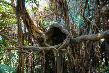 Urwald