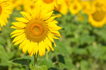 yellow field of sunflowers
