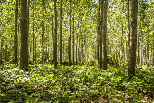 The forest along the river Danube 