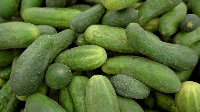 Ripe fresh green cucumbers on sale at the market shelf, closeup
