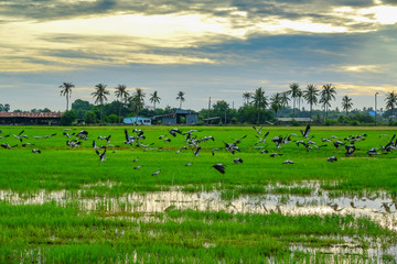 Fototapeta na wymiar Rice field green grass blue sky cloud cloudy landscape background,
