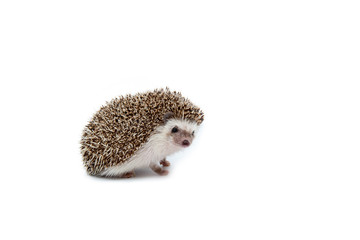 Hedgehog on the White Background