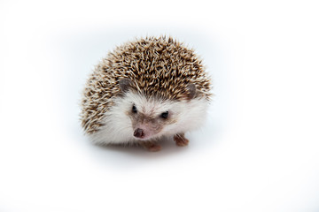 Hedgehog on the White Background