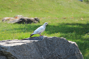 dove resting on the stone