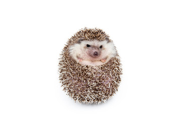 Hedgehog on the White Background