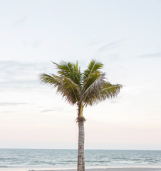 coconut tree and sunset background