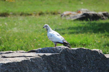 dove resting on the stone